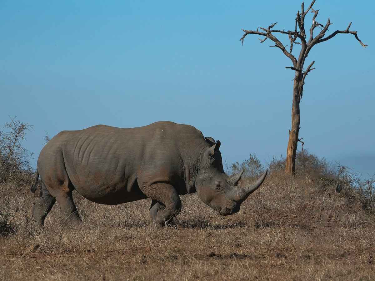 Is Kruger Still A Stronghold For Africa’s Rhino Population?